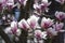 Beautiful magnolias