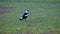 Beautiful Magpie bird in Cooks River in an inner western suburbs of Canterbury NSW Australia