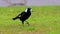 Beautiful Magpie bird in Cooks River in an inner western suburbs of Canterbury NSW Australia