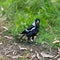 Beautiful Magpie bird in Cooks River in an inner western suburbs of Canterbury NSW Australia