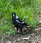 Beautiful Magpie bird in Cooks River in an inner western suburbs of Canterbury NSW Australia