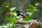 Beautiful magpie with green leaves
