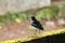 A beautiful Magpie Robin