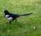 Beautiful magpie in a vibrant green field of grass on a sunny day