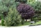 A beautiful mahogany tree against a background of green trees in the old park of Anapa in summer