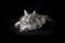 Beautiful maine coon cat on black background looking at viewer