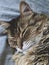 Beautiful maine coon cat sleeping