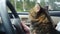 Beautiful Maine Coon cat traveling with a host in car sits on his feet at the steering helm. 3840x2160