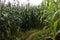 Beautiful Maize farm of farmer and small tiny off road