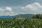 Beautiful maize growing in the farm in front of house