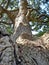 Beautiful majestic African tree from a different point of view