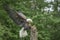 Beautiful majestic bald eagle / American eagle  (Haliaeetus leucocephalus)  landed on a branch. Green bokeh background.