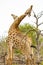 Beautiful majestic couple giraffes Kruger National Park safari South Africa