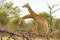 Beautiful majestic couple giraffes Kruger National Park safari South Africa