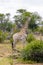 Beautiful majestic giraffes zebras Kruger National Park safari South Africa