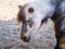 Beautiful, majestic horse stands strong in a rustic barn