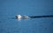 Beautiful majestic mute swan diving