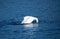 Beautiful majestic mute swan diving