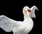 Beautiful majestic Mute Swan spreading her wings of white