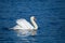 Beautiful majestic mute swan swimming