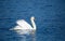 Beautiful majestic mute swan swimming