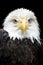 Beautiful, majestic portrait of an American Bald Eagle