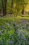 Beautiful majestic Spring bluebells forest sunrise in English countryside Hyacinthoide Non-Scripta