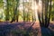 Beautiful majestic Spring bluebells forest sunrise in English countryside Hyacinthoide Non-Scripta