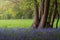 Beautiful majestic Spring bluebells forest sunrise in English countryside Hyacinthoide Non-Scripta