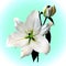 The beautiful majestic White Madonna Lily