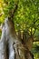 Beautiful and Majestic Zelkova carpinifolia in Valencia