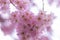 Beautiful makro pink blooming cherry blossom