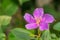 Beautiful Malabar melastome flower (Indian rhododendron) by selective focus.