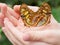 Beautiful Malachite butterflies in child\'s hands. Siproeta stele