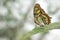 Beautiful Malachite butterfly Siproeta stelenes on a leaf in the amazon rainforest in South America. Presious Tropical butterfly