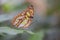 Beautiful Malachite butterfly Siproeta stelenes on a leaf with raindrops in the amazon rainforest in South America.