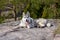 beautiful malamute dog lying on rock in autumn