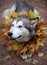 A beautiful malamute with a necklace of maple leaves; an autumn celebration