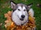 A beautiful malamute with a necklace of maple leaves; an autumn celebration