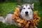 A beautiful malamute with a necklace of maple leaves; an autumn celebration