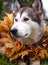 A beautiful malamute with a necklace of maple leaves; an autumn celebration