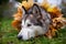 A beautiful malamute with a necklace of maple leaves; an autumn celebration