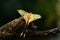 Beautiful Malaysian moon moth (Actias maenas)