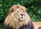 Beautiful male african lion in closeup. Panthera leo.