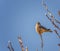 A beautiful male American Kestrel perched on th top of a tree