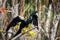 Beautiful male Anhinga snake neck bird at sunny day