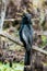 Beautiful male Anhinga snake neck bird at sunny day