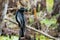 Beautiful male Anhinga snake neck bird at sunny day