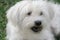 A beautiful male Bichon Maltese with white hair