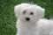 A beautiful male Bichon Maltese with white hair